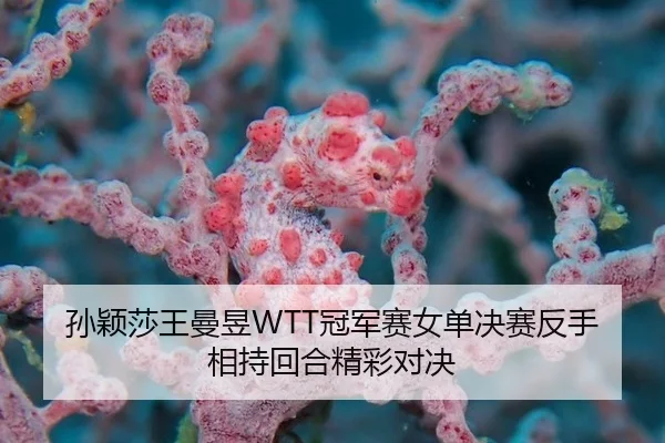 sun-ying-sha-wang-man-yu-guan-jun-sai-nv-dan-jue-sai-fan-shou-xiang-chi-hui-he-jing-cai-dui-jue-2-444.jpg
